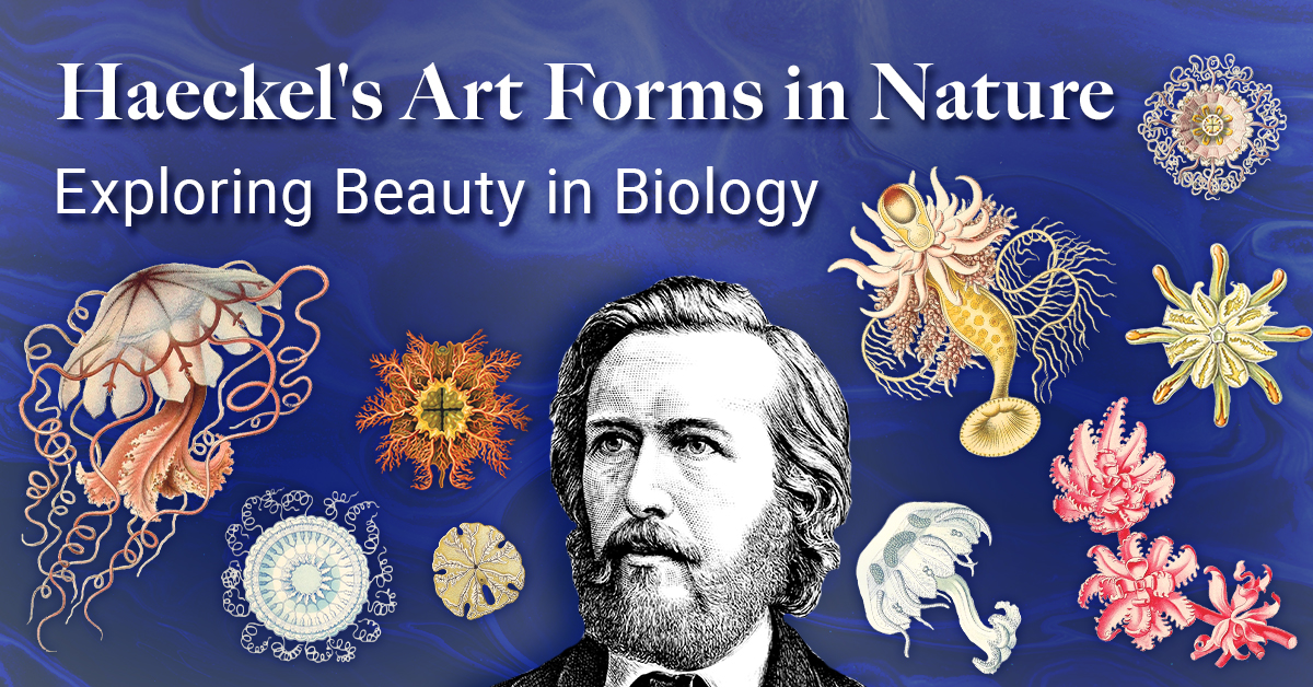 Haeckel’s Art Forms in Nature – Exploring Beauty in Biology