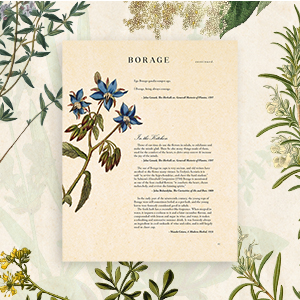 A square image displaying an interior page from the book that features a detailed illustration of the blue floral herb borage