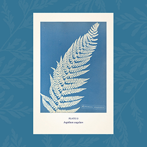 An interior page from Anna Atkins' Cyanotypes of British and Foreign Ferns displaying a white cyanotype print of a fern on a blue background 