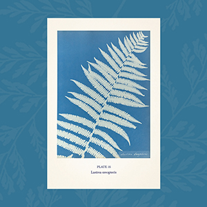An interior page from Anna Atkins' Cyanotypes of British and Foreign Ferns displaying a white cyanotype print of a fern on a blue background 