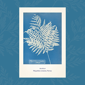 An interior page from Anna Atkins' Cyanotypes of British and Foreign Ferns displaying a white cyanotype print of a fern on a blue background 