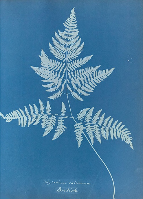 Anna Atkins' Cyanotypes