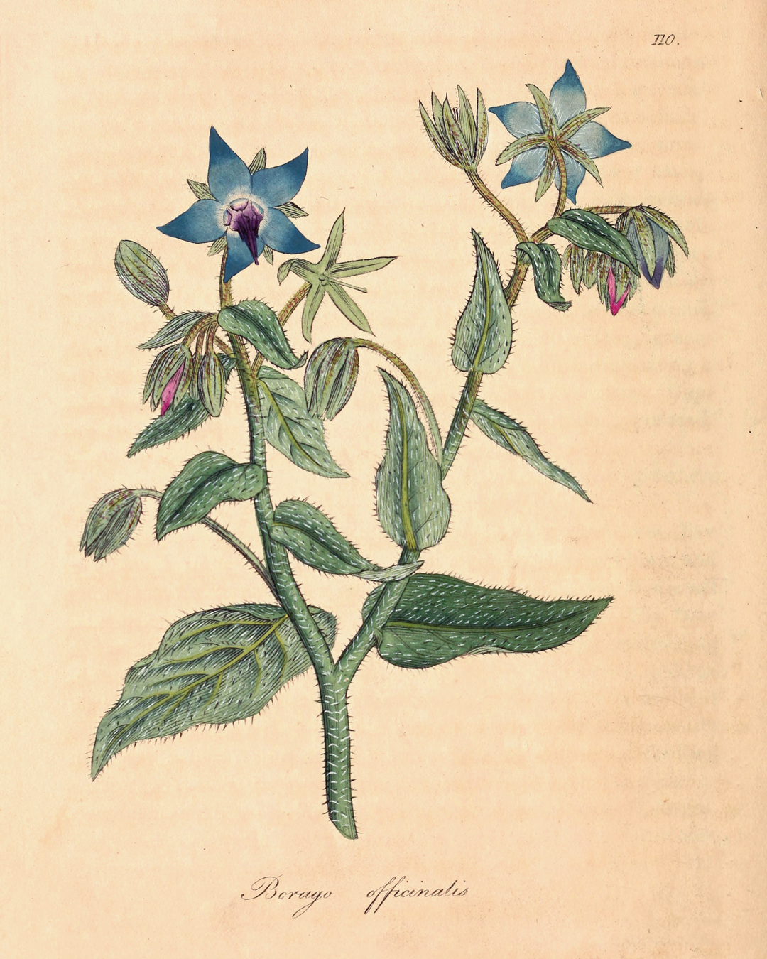 Vintage Borage from The Herb Grower’s Grimoire