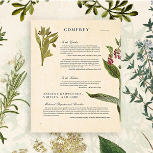 A square image displaying an interior page from the book that features a delicately detailed illustration of the pink floral herb comfrey