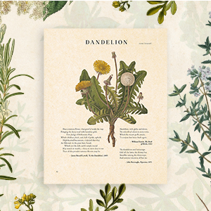 A square image displaying an interior page from the book that features a deep green and mustard yellow illustration of dandelions