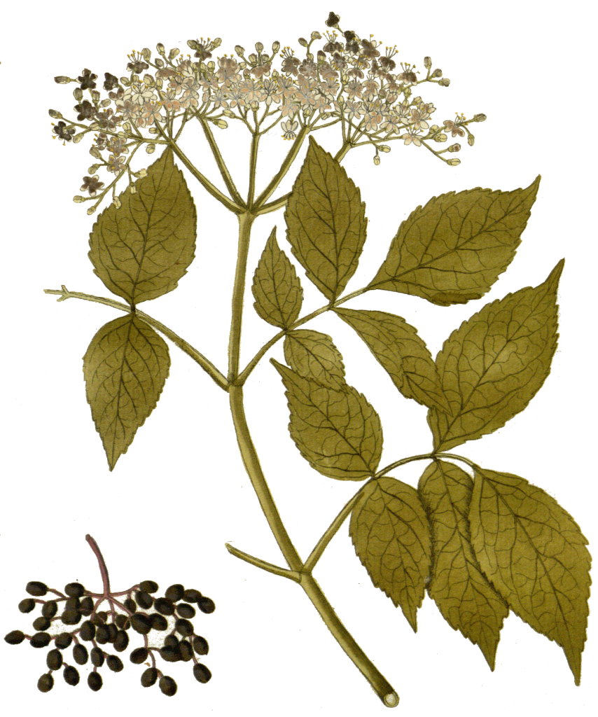An illustration of an elder branch with white flowers and dark elder berries