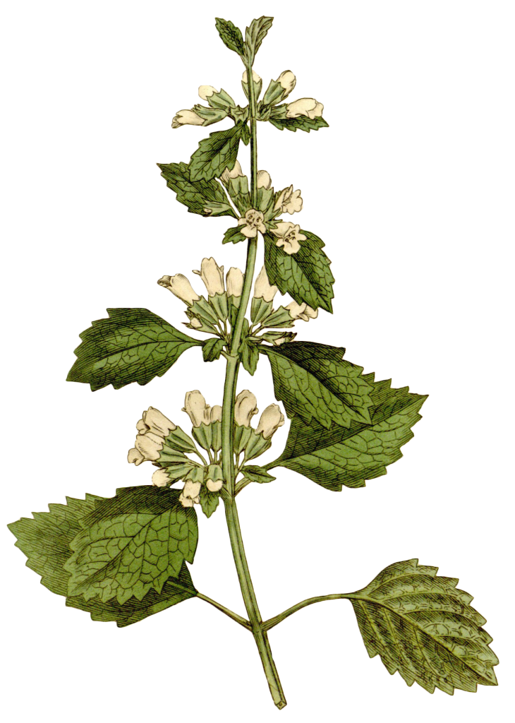 An illustration of lemon balm