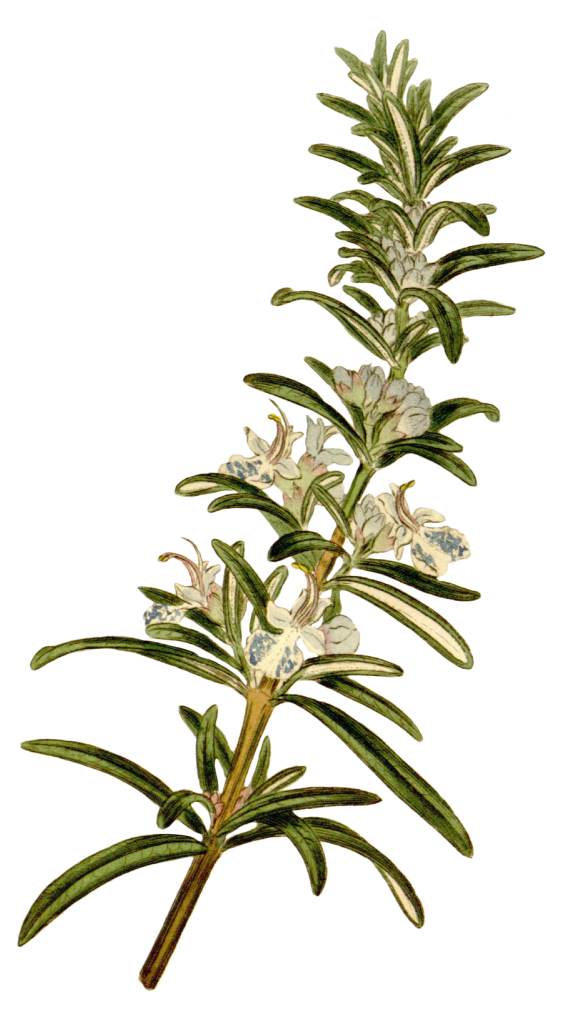 An illustration of a green sprig of rosemary