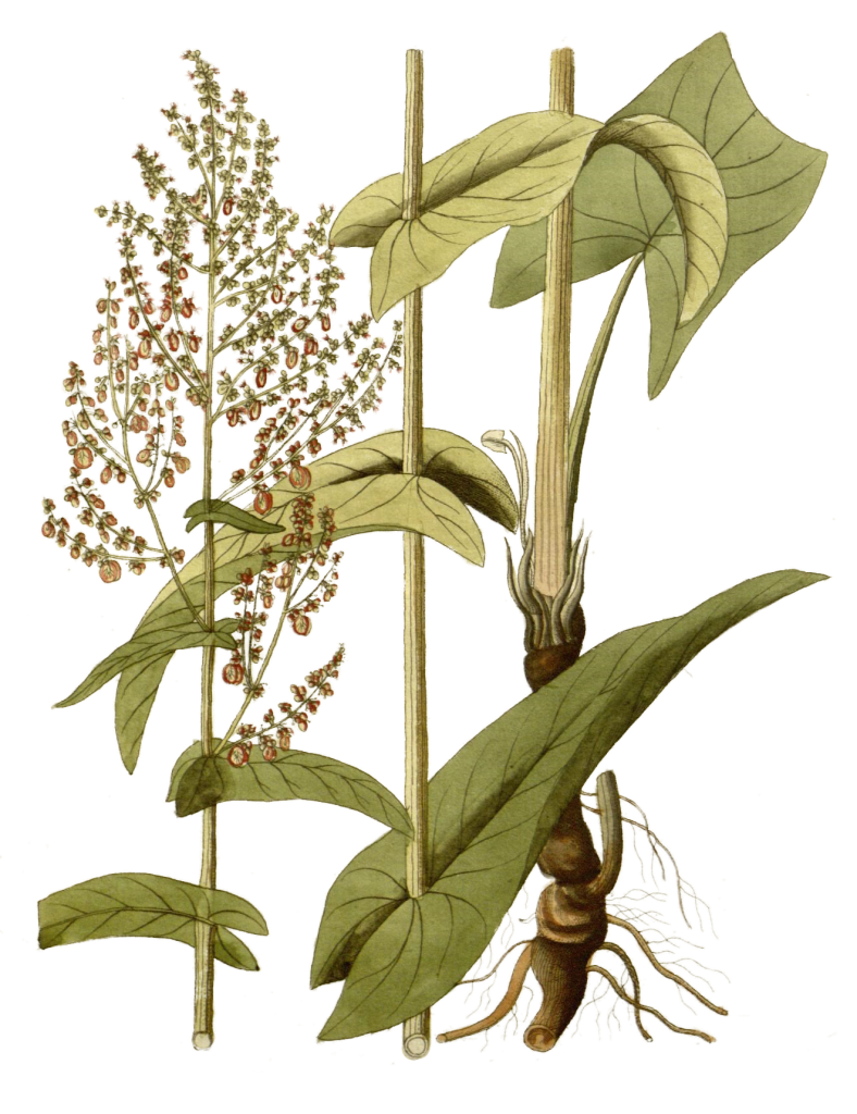 An illustration of sorrel