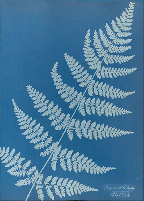 Anna Atkins' Cyanotypes