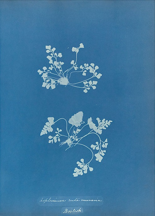 Anna Atkins' Cyanotypes