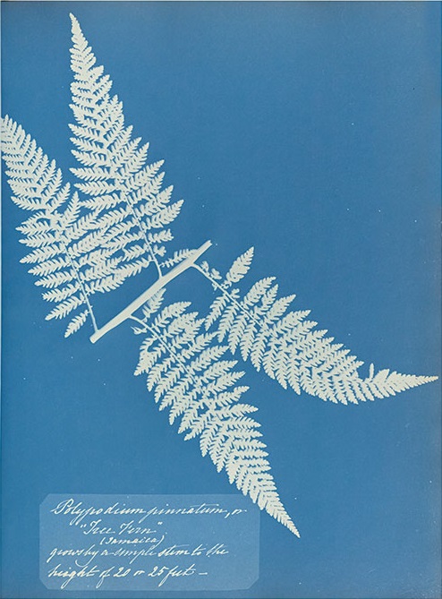 Anna Atkins' Cyanotypes