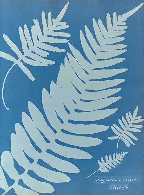 Anna Atkins' Cyanotypes