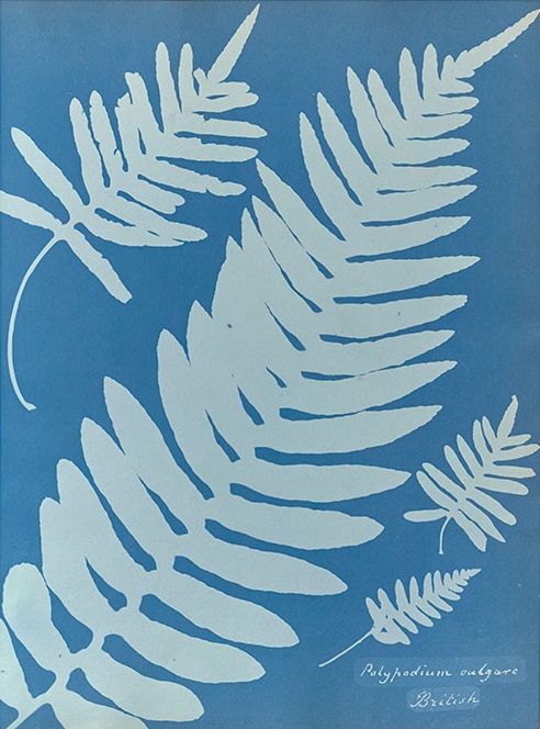 Anna Atkins Cyanotypes The Blueprint For Photography