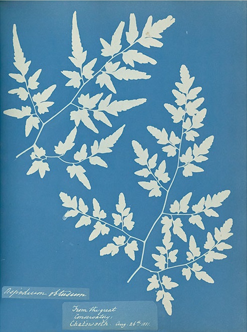 Anna Atkins' Cyanotypes