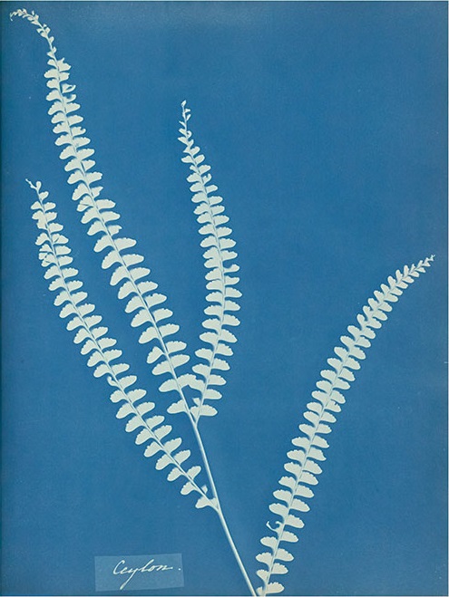 anna atkins' cyanotypes