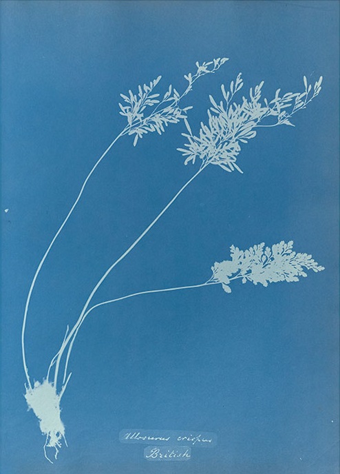 Anna Atkins' Cyanotypes