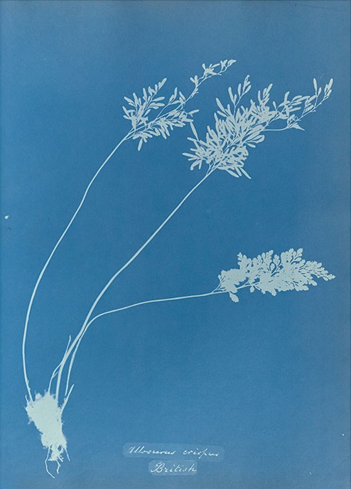 Anna Atkins Cyanotypes The Blueprint For Photography Anna Atkins Cyanotypes The Blueprint For Photography