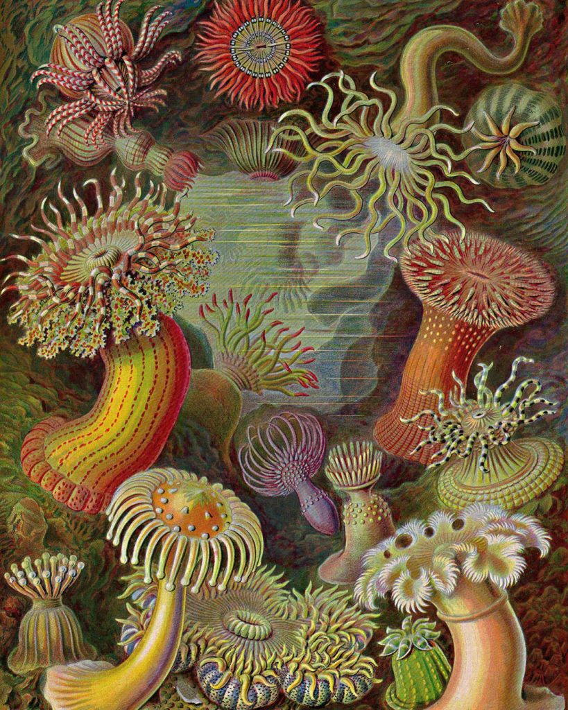 Illustration by Ernst Haeckel depicting various colorful species of sea anemones with intricate details, featuring multiple vibrant patterns and shapes in an underwater setting. From his work Art Forms in Nature.