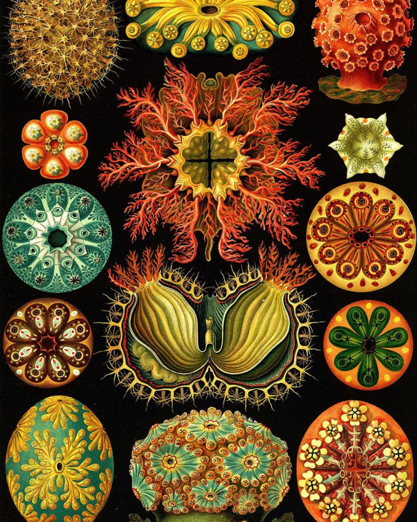 A detailed illustration by Ernst Haeckel of various colorful and intricate sea creatures, including starfish, corals, and sea anemones, in vibrant hues of red, green, yellow, and orange, set against a black background. From his work Art Forms in Nature.
