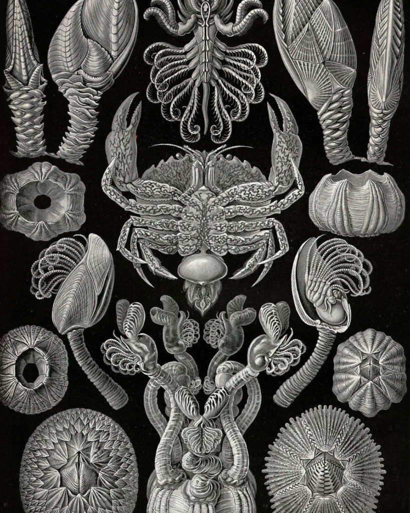 Detailed black-and-white illustration by Ernst Haeckel of various intricate marine organisms, including different species of crabs, barnacles, and other sea creatures, set against a black background. From his work Art Forms in Nature.