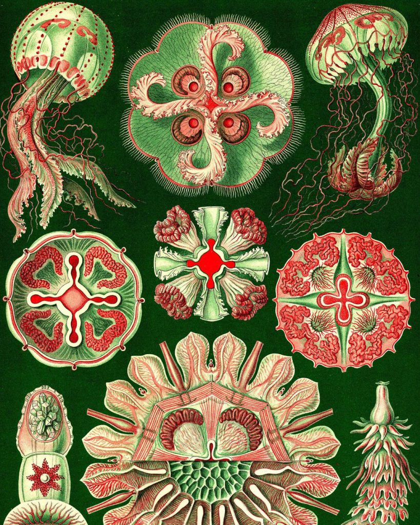 An illustration by Ernst Haeckel showcasing various jellyfish and sea creatures. The design is ornate with red and green hues on a dark green background. The creatures feature detailed tentacles, radial patterns, and geometric shapes. From his work Art Forms in Nature.